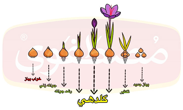 کاشت و برداشت زعفران مصطفوی