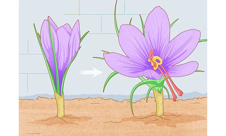 کاشت زعفران در گلدان یا باغچه 