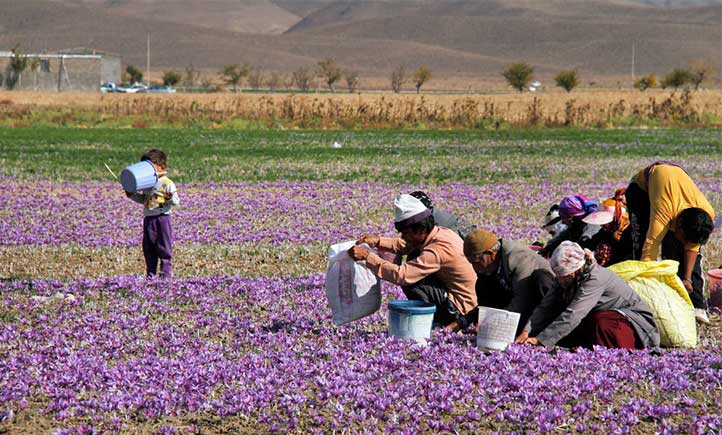 کاشت زعفران به روش سنتی